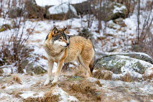 One scared wolf in the forest in early winter