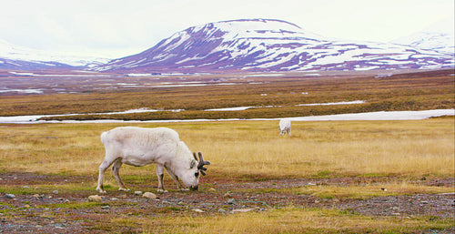 Reindeers in the arctic landscape of Svalbard