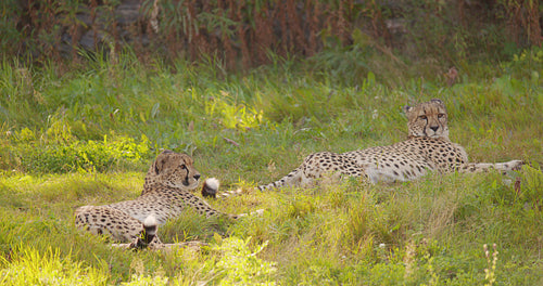 Two large adult cheetahs rest and relaxing in the grass and walk away