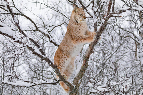 Eurasian lynx climbing in a trees in the forest at winter