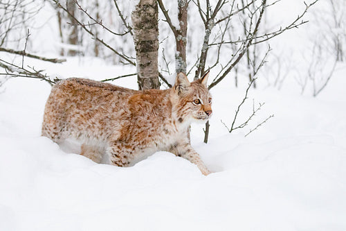 Lynx cub cat walks in the cold and magnificent winter forest