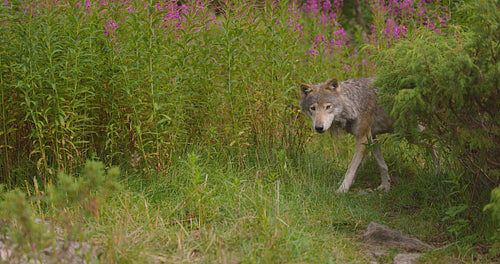 Wild male wolf walking in the grass in the forest at summer