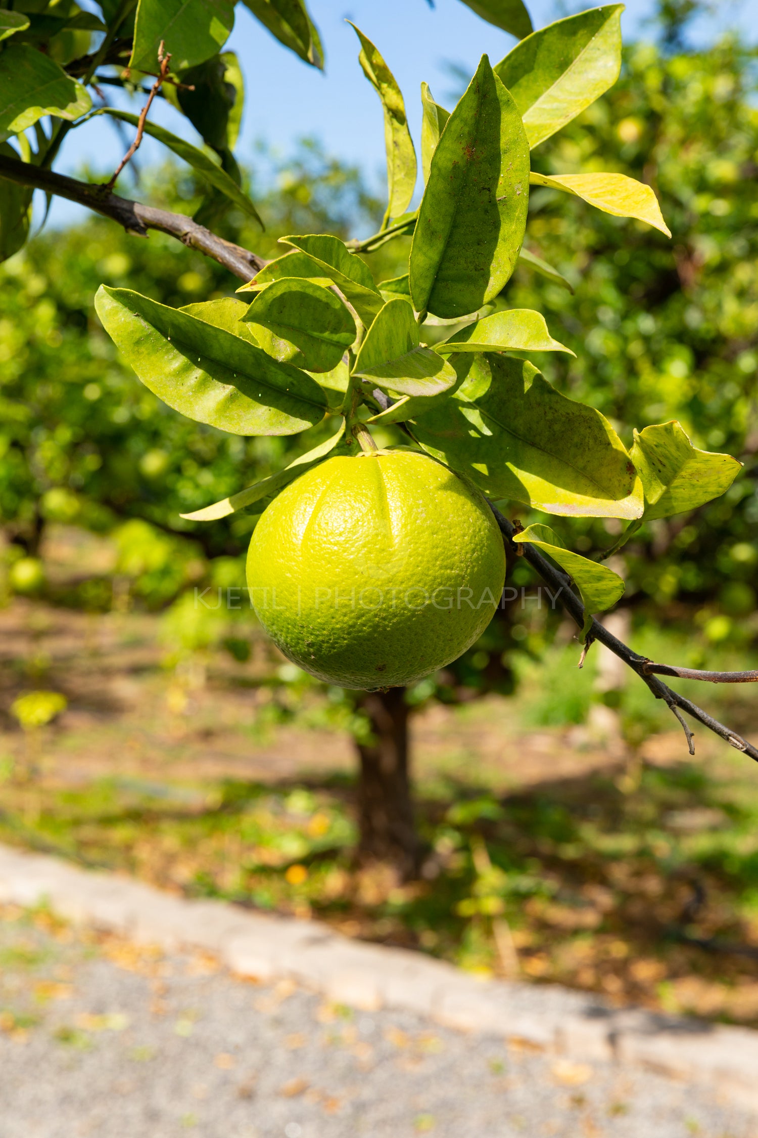Close-Up Of Organic Fresh Lemons hanging in Lemon Tree