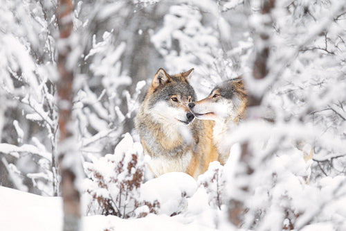Two beautiful wolves in the forest a snowy cold day at winter