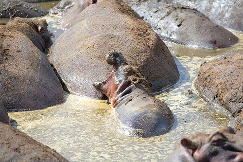 Young hippo sleeps with open mouth