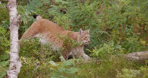 European lynx walking and stops to look for enemies or prey in the forest