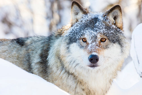 Wolf walking in beautiful winter forest