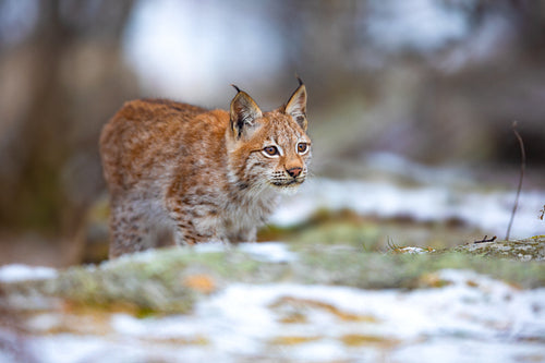 Focused eurasian lynx hunting in the forest at early winter
