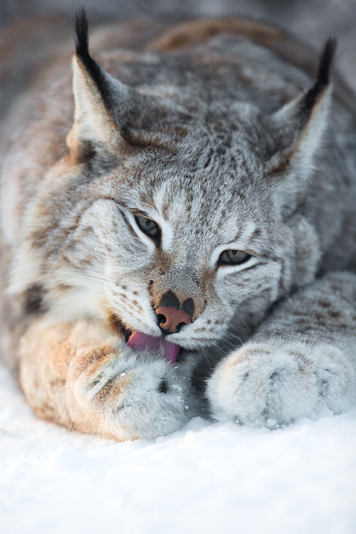 Lynx cleaning paws in snow