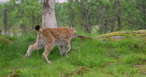 Cute young european lynx walking in the forest a summer evening