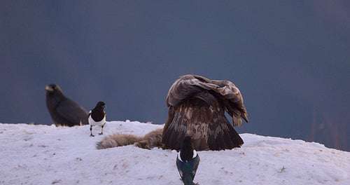 Close-up of golden eagle from behind eating in the mountains at winter