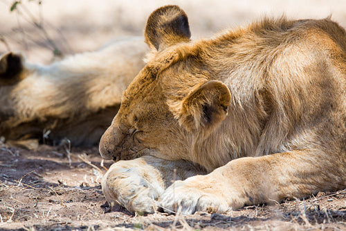 Lion sleeping in Serengeti