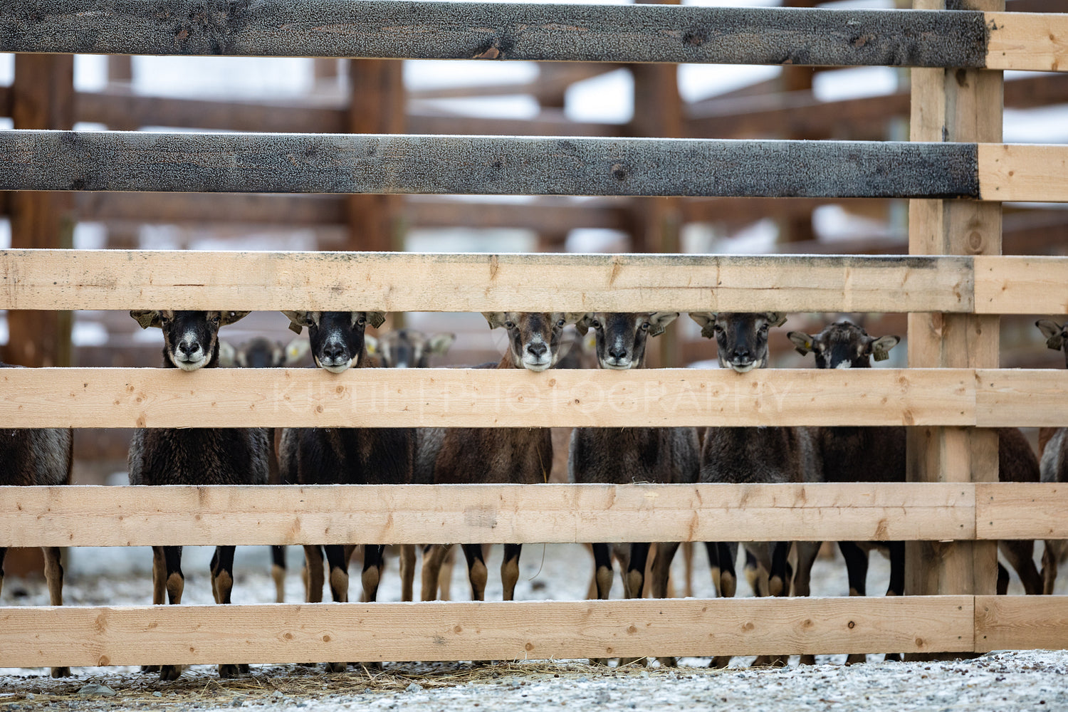 Cute adorable farm goats standing in a row