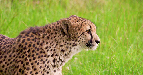 Cheetah on grassy field in forest