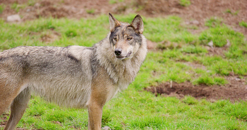 Wolf standing on field in forest