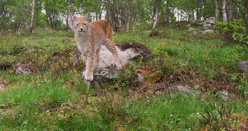 Young european lynx walking in the forest a summer evening