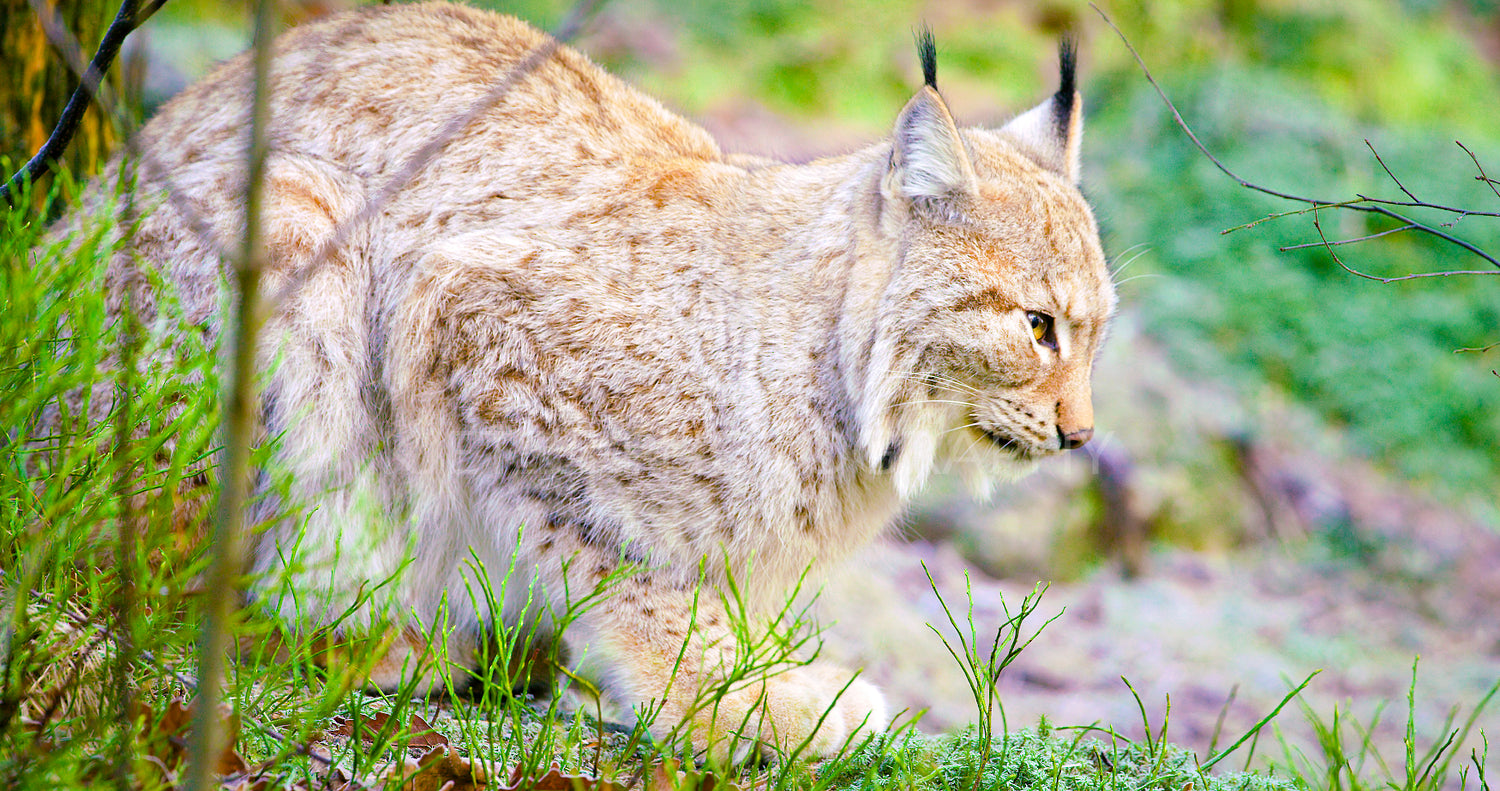 One european lynx cat lies in the forest at early winter