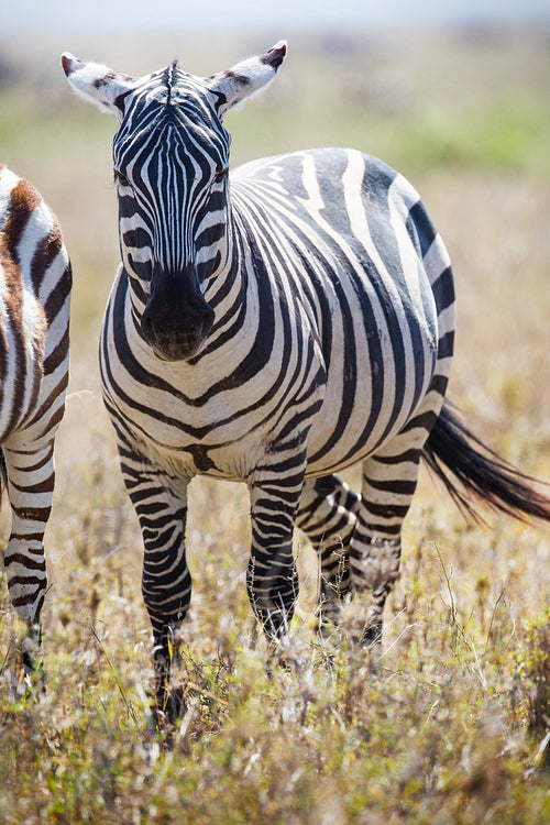 Zebra in Serengeti Tanzania
