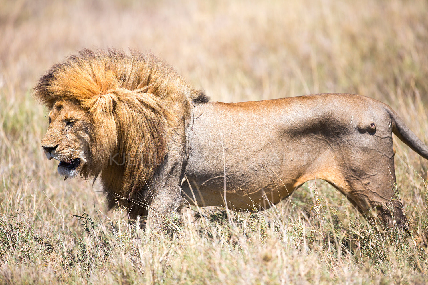 Large wild male lion in Serengeti