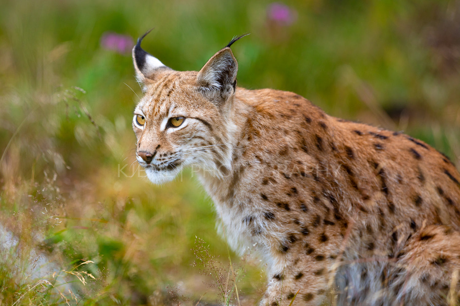 Focused eurasian lynx hunting in forest at summer