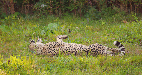 Cheetah rolling around and relaxing on field in forest