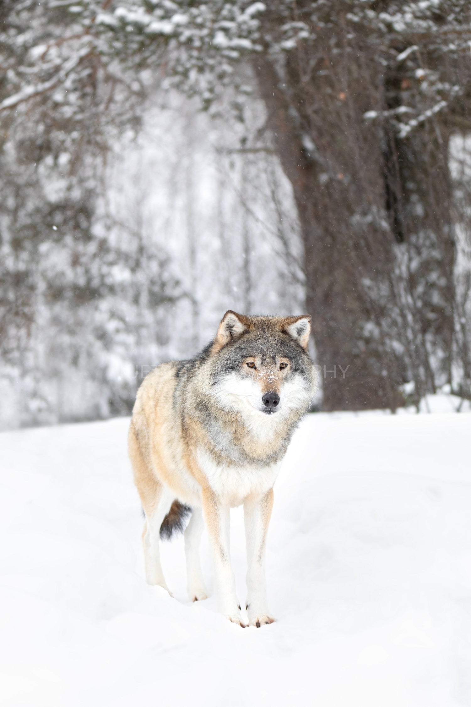 Beautiful wolf standing in the snow in beautiful fairytale looking cold winter forest
