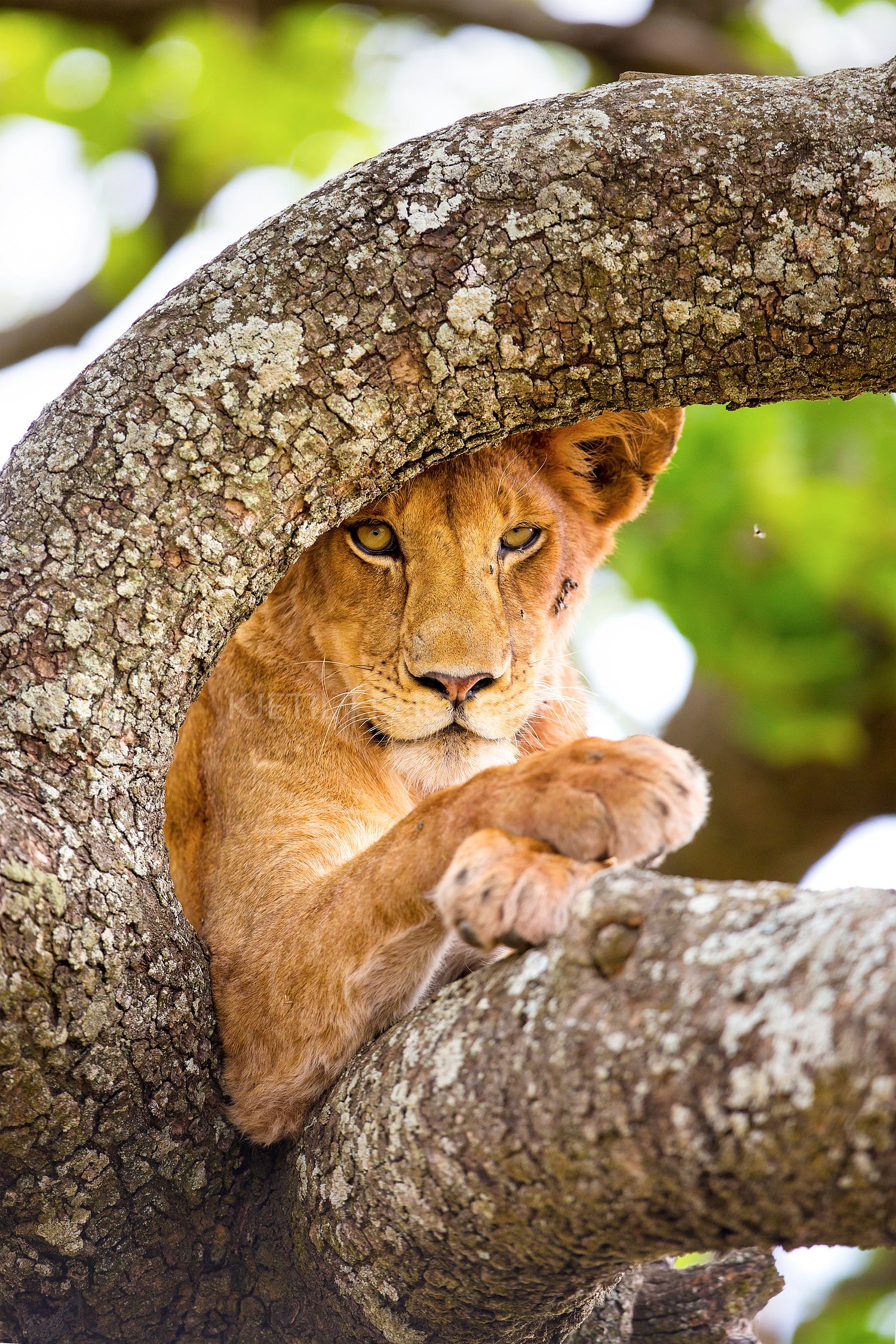 Close-up of lion with wild eyes resting in tree