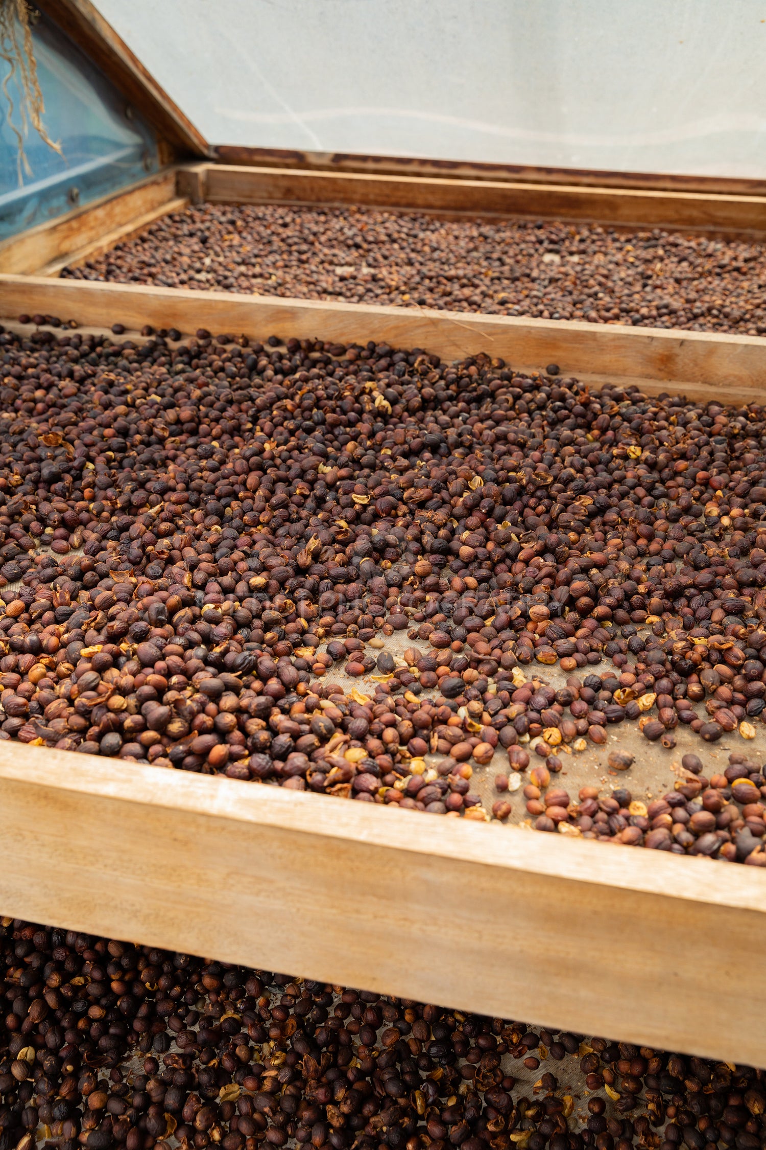 Close-up of Raw Coffee Beans Drying In Wooden Crate