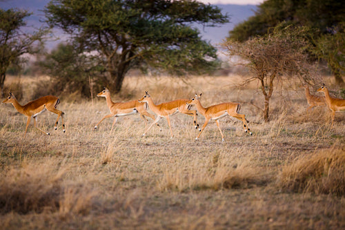 Gazelle in Africa