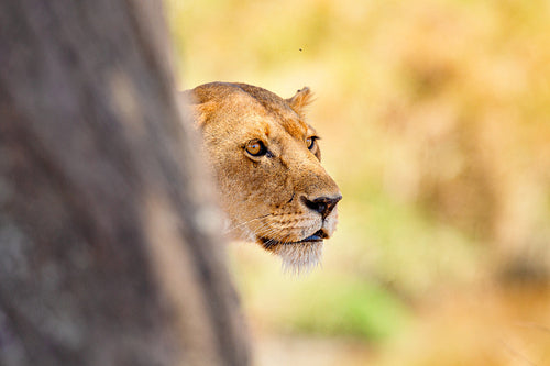 Focused lion stands behind a tree looking for prey in Africa