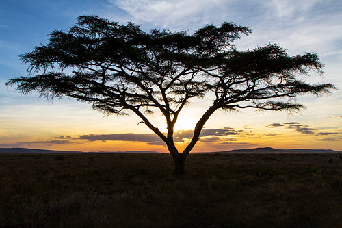 African tree in beautiful sunset
