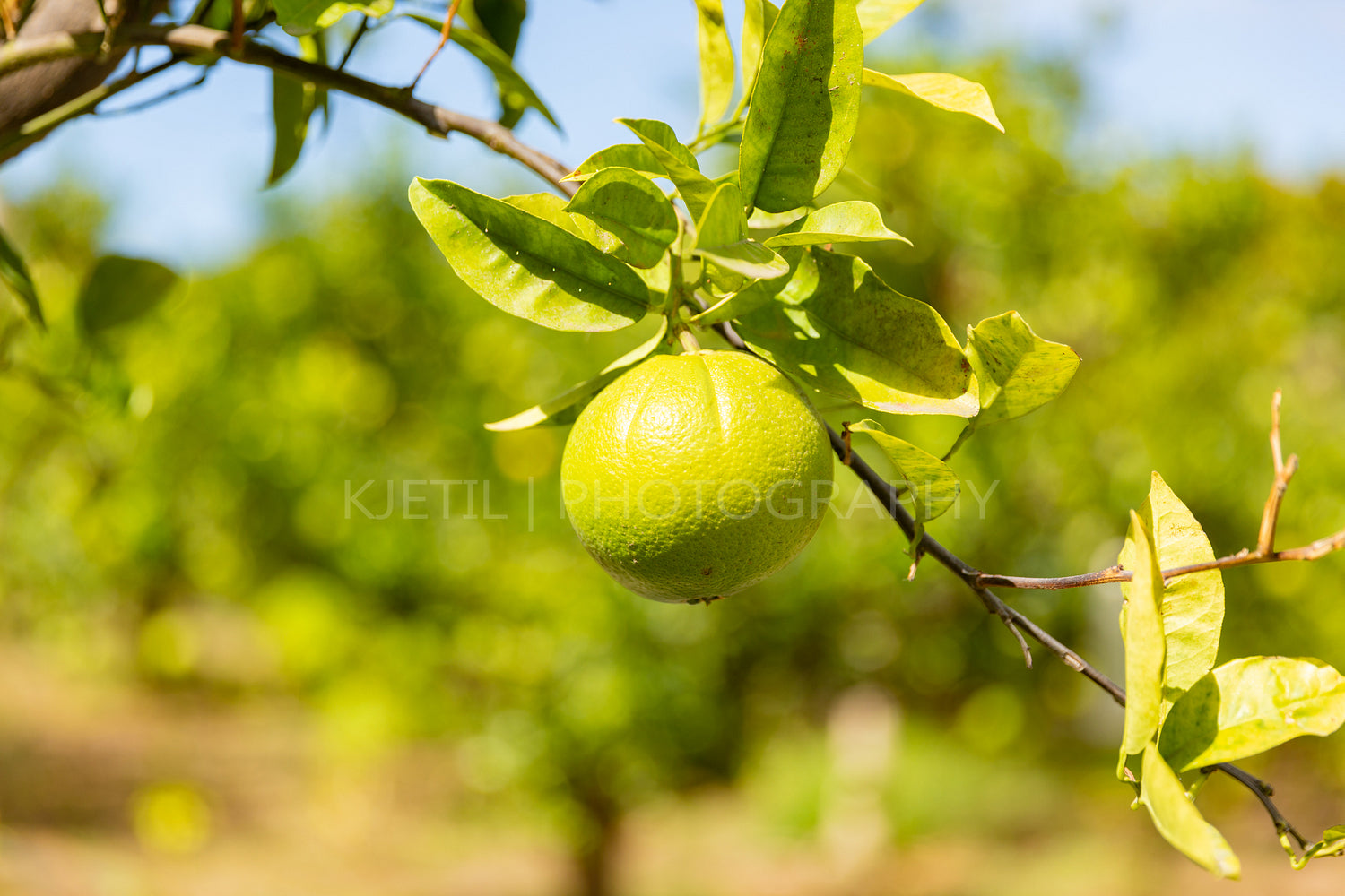 Close-Up Of Fresh Lemons hanging in tree