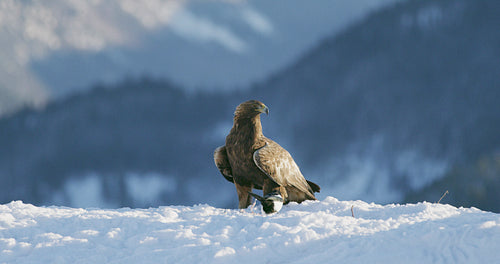 Proud golden eagle eats on a dead animal in the mountains at winter