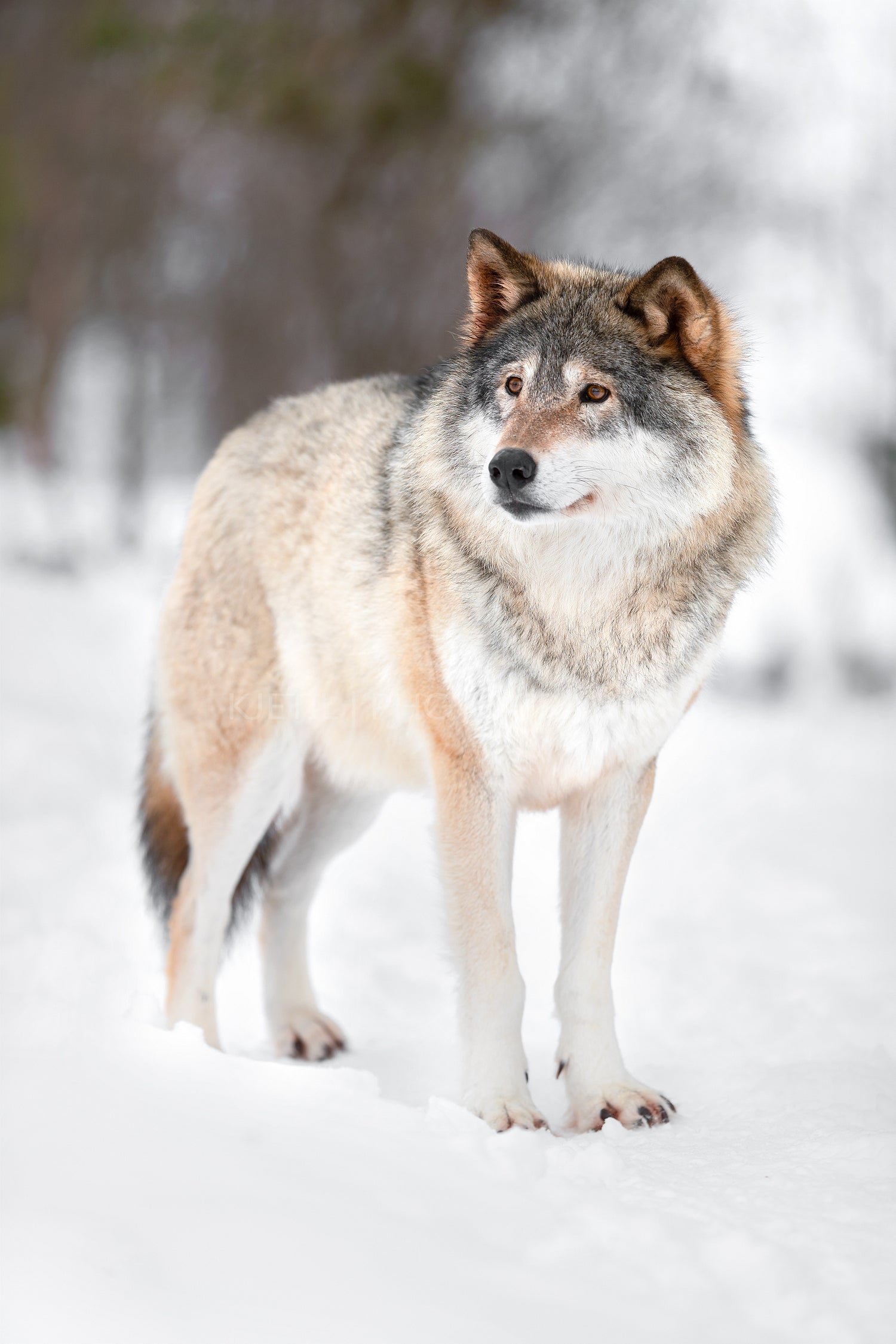 Wolf looking away on snow covered landscape in forest