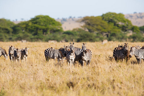 Zebra grazing in Serengeti