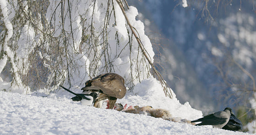 Environmental view of golden eagle eating on a animal in mountains at winter