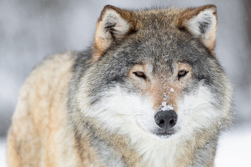 Close-up portrait of a wolf in the cold winter