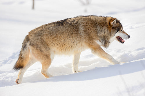 Side view of wolf walking on snow during sunny day
