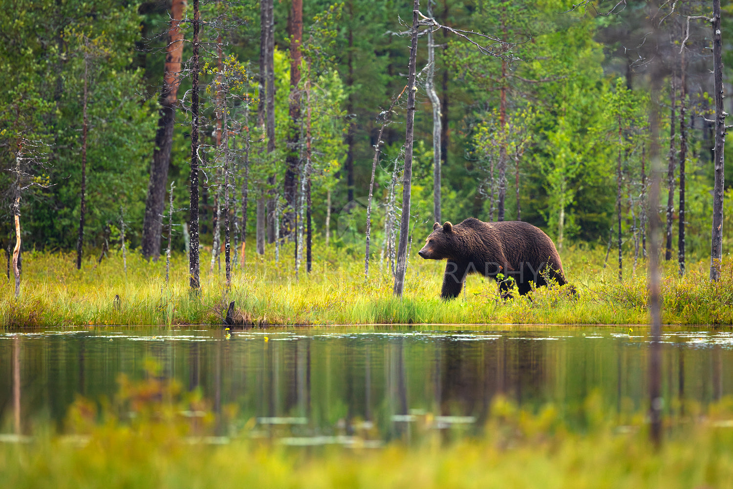 Large adult brown bear walking in the forest