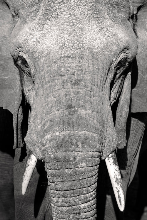Close up portrait of large wild african elephant