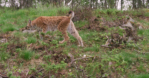 Focused young european lynx running in the forest a summer evening