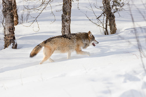 Wolf strolling by bare trees on snow in the forest