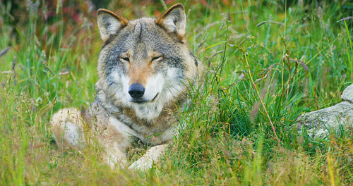 Close-up of a large adult male grey wolf rests in the forest