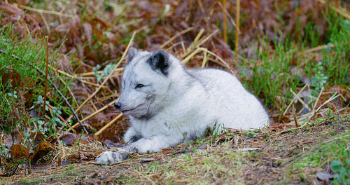 Cute arctic polar fox rests at forest floor in the early winter