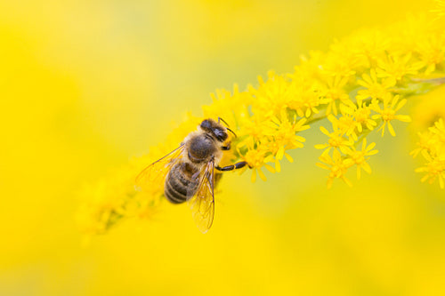 Bee feed on nectar and pollen