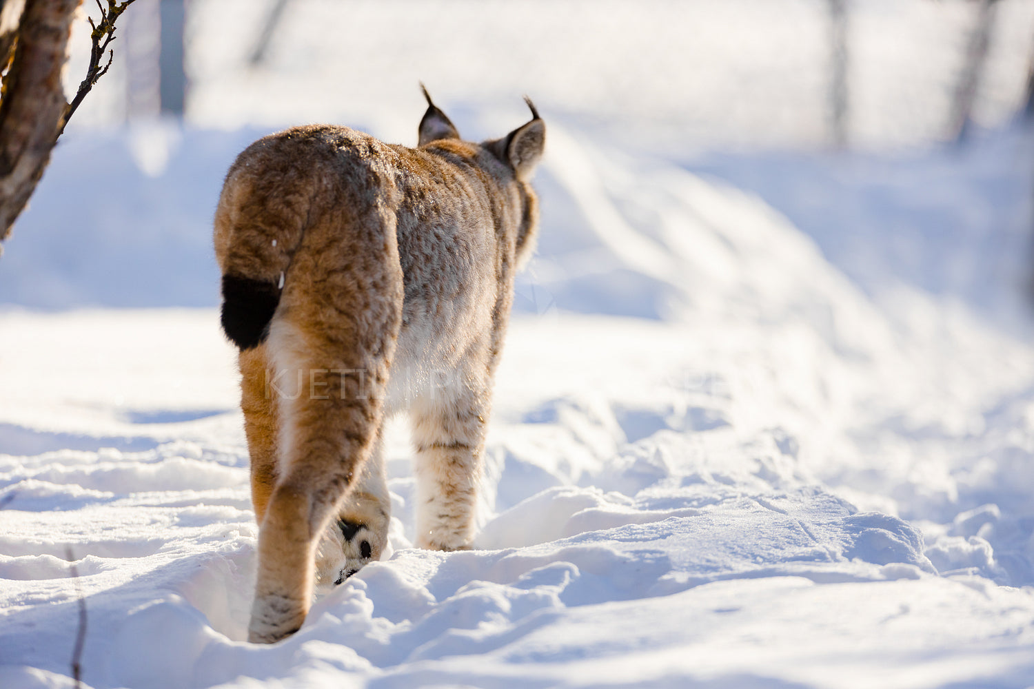 Rear view of lynx walking on snow in nature