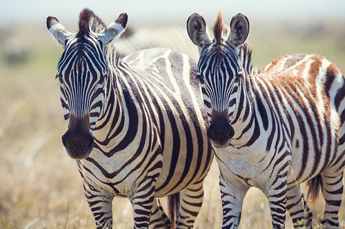 Two zebras in Serengeti Tanzania