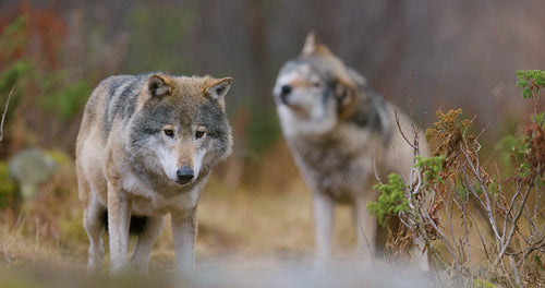 Wild wolf pack standing in the forest