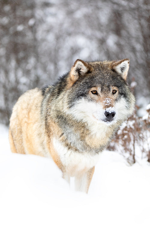 Male wolf stands in the snow in beautiful winter forest