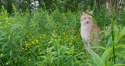 European lynx sitting in the grass